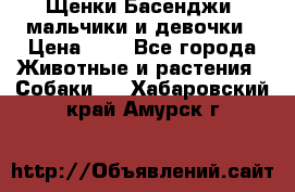 Щенки Басенджи ,мальчики и девочки › Цена ­ 1 - Все города Животные и растения » Собаки   . Хабаровский край,Амурск г.